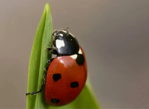 可爱瓢虫昆虫的特写镜头 — 图库照片