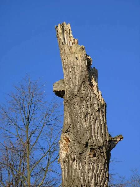 Árbol Muerto Con Vida — Foto de Stock