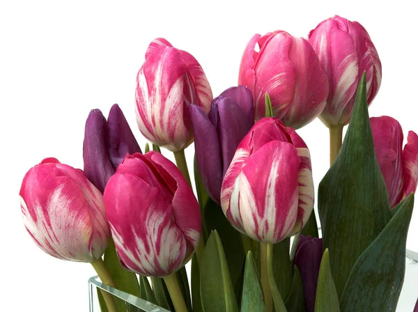 Spring Tulips Flowers Flora — Stock Photo, Image