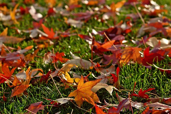 Fall Season Foliage Autumn Leaves — Stock Photo, Image