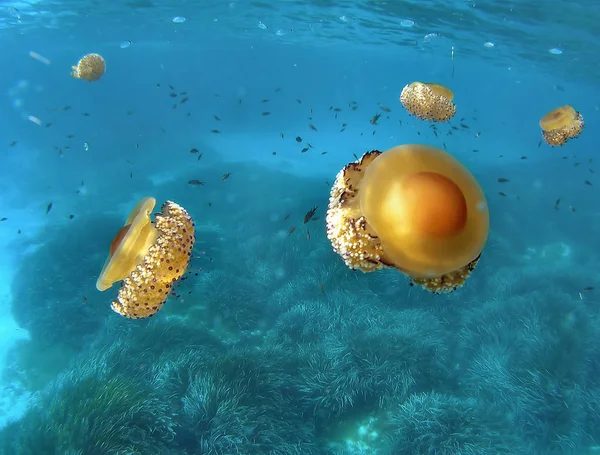 jellyfish sea underwater, sea life