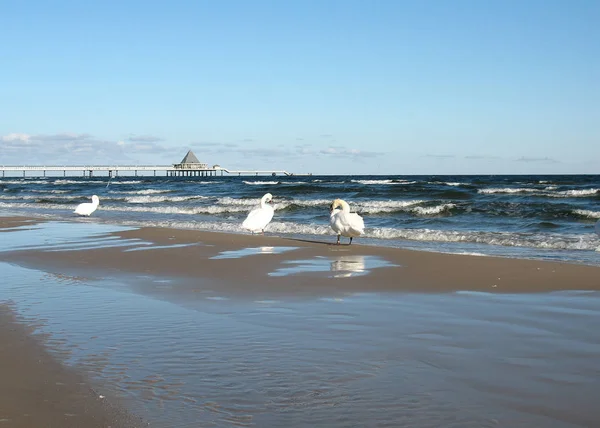 Чайки Пляжі — стокове фото