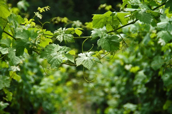 Grappes Raisins Vigne Agricole — Photo