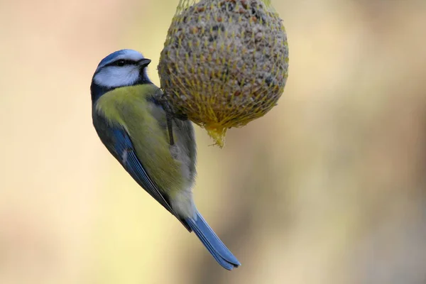 Vista Cênica Belo Pássaro Titmouse — Fotografia de Stock