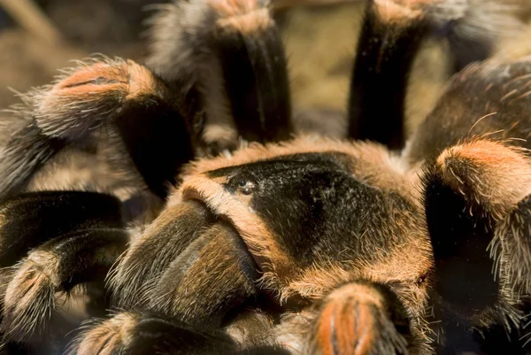 Close Zicht Insect Natuur — Stockfoto