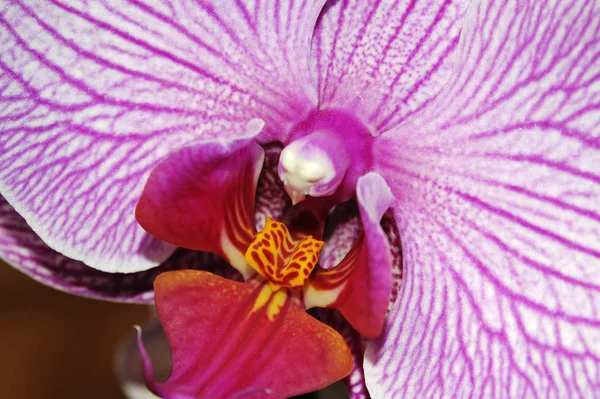 Όμορφη Ορχιδέα Λουλούδι Φυτό Πέταλα Χλωρίδας — Φωτογραφία Αρχείου
