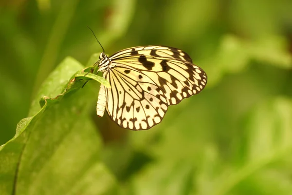 Close Uitzicht Mooie Kleurrijke Vlinder — Stockfoto