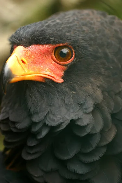 Scenic View Beautiful Bird Nature — Stock Photo, Image