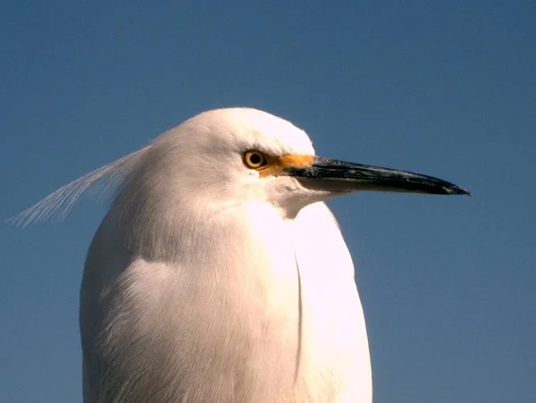 Γραφική Θέα Των Πουλιών Egrets Στη Φύση — Φωτογραφία Αρχείου