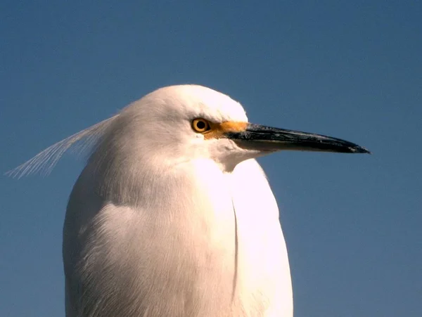 自然の中での成鳥の景観 — ストック写真