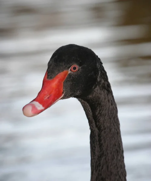 Cisne Preto Cignus Atratus — Fotografia de Stock