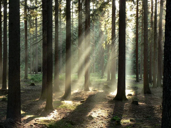 Sonnenstrahlen Wald — Stockfoto