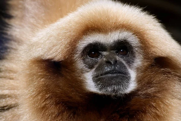 Singe Animal Singe Gibbon — Photo