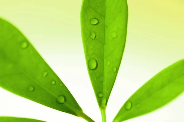 Зелений Лист Краплями Води Ньому — стокове фото