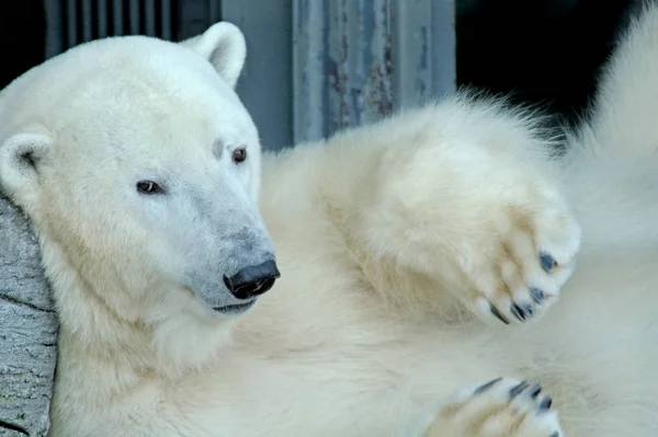 北極白ホッキョクグマの捕食者 — ストック写真