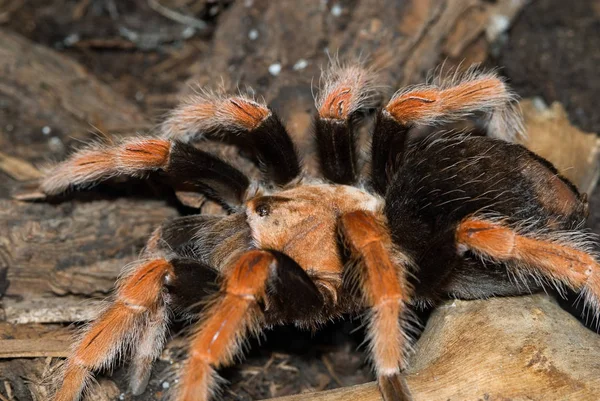 Araña Trampa Para Insectos Animal —  Fotos de Stock