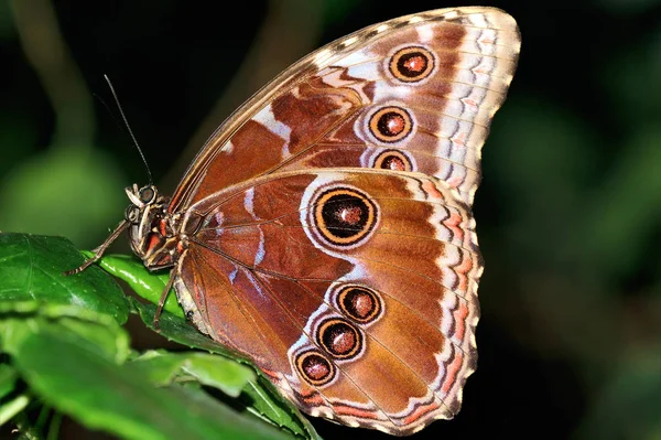 一种陌生类型的蝴蝶 — 图库照片