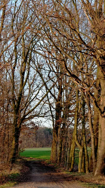 Prachtig Uitzicht Natuur — Stockfoto