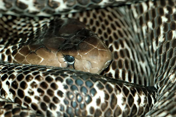 Вид Величественной Дикой Питонской Змеи — стоковое фото