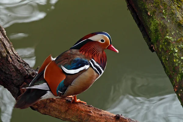 Dos Pássaros Mais Bonitos Coloridos Que Encontrar — Fotografia de Stock