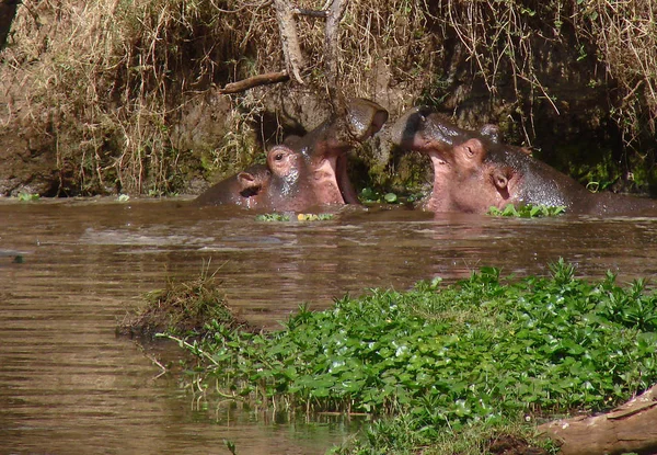 Mamíferos Hipopótamos Animales Hipopótamos —  Fotos de Stock