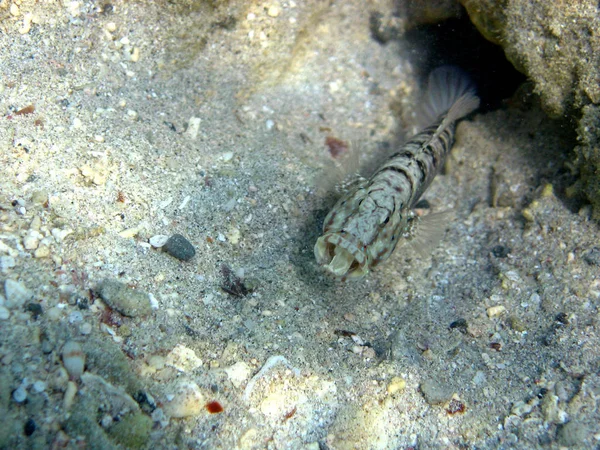 Nine Banded Partnergrundel Lives Together Representative Pistol Shrimps Symbiosis Nrecording — Stock Photo, Image