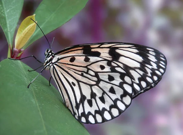 Dat Mijn Eerste Vlinder — Stockfoto