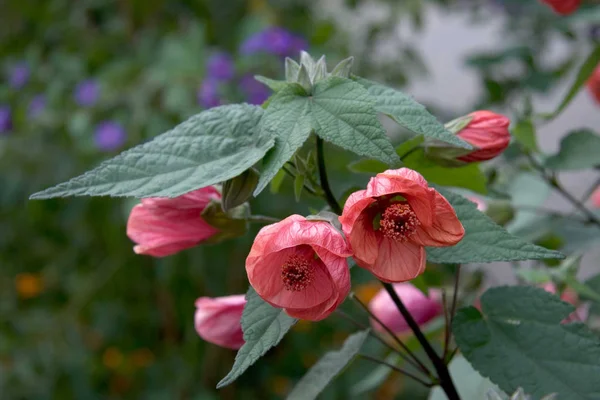 Abutilon Designa Uma Espécie Família Malvaceae Que Compreende Cerca 100 — Fotografia de Stock