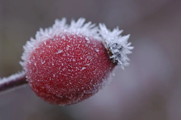 Hagebutten Rote Beeren — Stockfoto