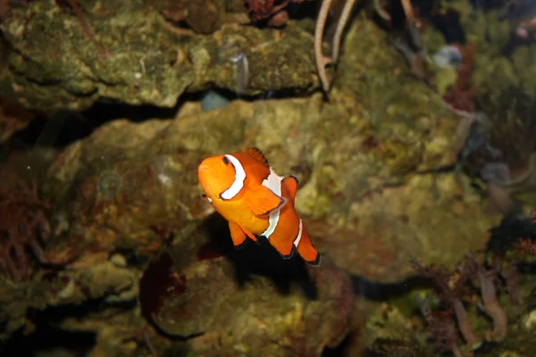 Clownfisch Meer Unter Wasser — Stockfoto
