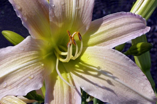 Mooi Botanisch Schot Natuurlijk Behang — Stockfoto