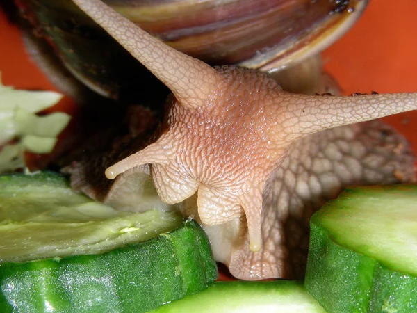 Caparazón Caracol Hélice Invertebrada — Foto de Stock