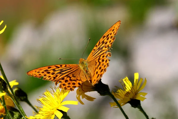 Papillon Sur Fleur Insecte Papillon Dans Nature Flore Faune — Photo