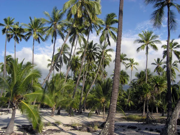 Hawaii Estados Unidos Fábrica — Foto de Stock