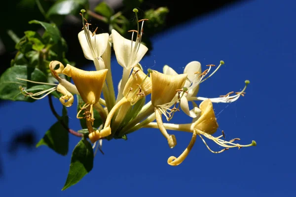 Honeysuckle Blue Sky — Stock Photo, Image