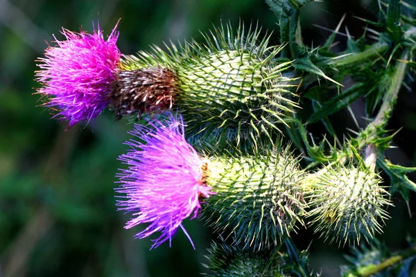 Wild Field Flower Flora Nature — Stock Photo, Image