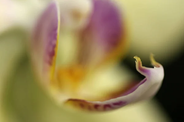 Bir Parça Bitki — Stok fotoğraf