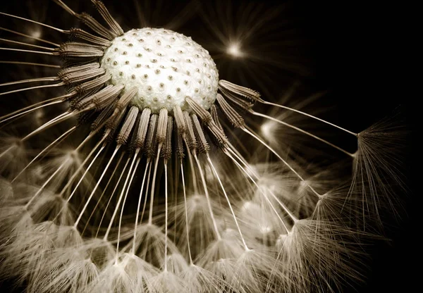 Diente León Flor Bola Campo Salvaje — Foto de Stock