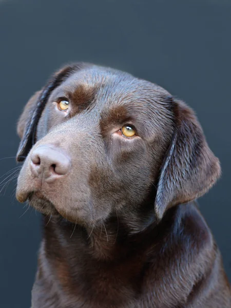 Labrador Retriever Cão Animal — Fotografia de Stock