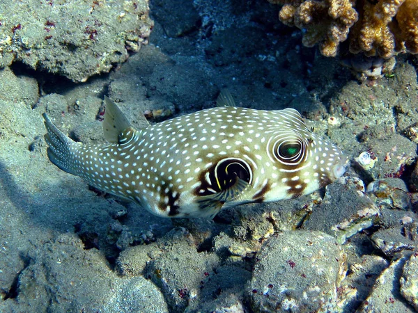 Pufferfish Sea Underwater Marine Life — Stock Photo, Image