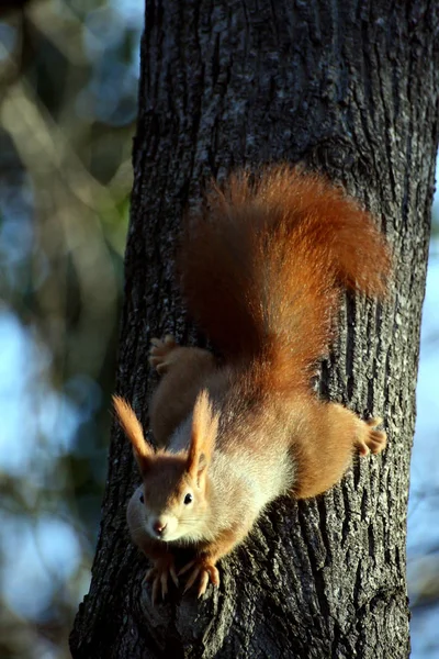 Squirrel Fluffy Rodent Animal — Stock Photo, Image