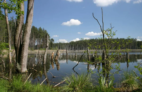 Beau Lac Été — Photo