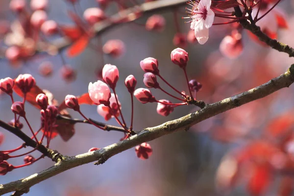 Spring Blossom Flowers Tree Cherry Bloom — Stock Photo, Image