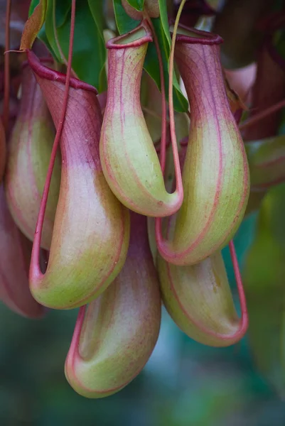 Detailní Pohled Hmyz Přírodě — Stock fotografie