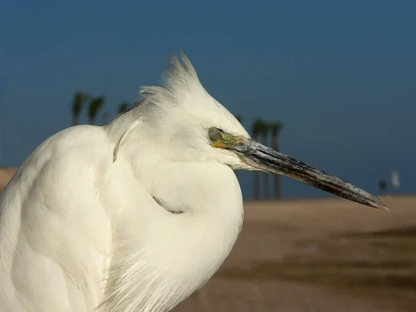 Vista Panorâmica Dos Pássaros Egrets Natureza — Fotografia de Stock