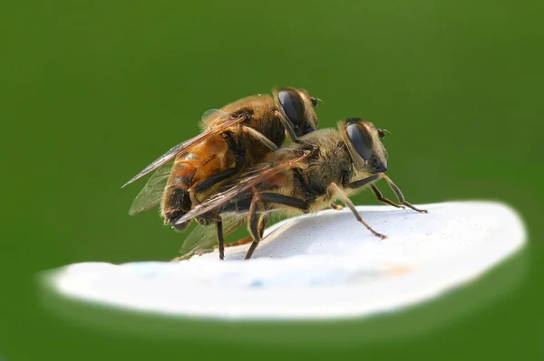 Vista Cerca Los Insectos Naturaleza — Foto de Stock