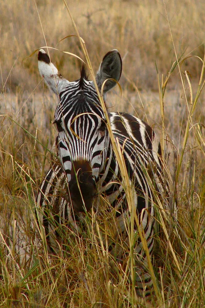 Zebra Africana Animale Bianco Nero — Foto Stock