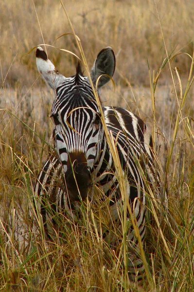 Afrykański Czarny Biały Zebra Zwierzę — Zdjęcie stockowe