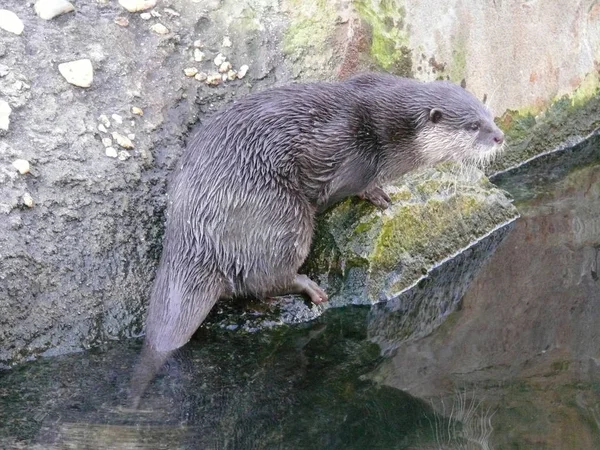 Otter Animal Acuático Mamífero — Foto de Stock