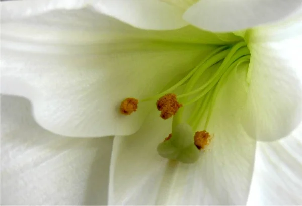 Closeup View Beautiful Lily Flower — Stock Photo, Image